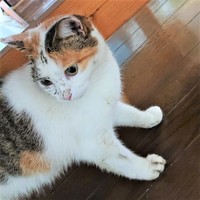 お家に迎えられた当日のミー子ちゃん。泥だらけです