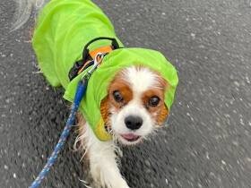 雨でも軽やかに歩く姿が愛おしい！　ケージ生活から解放されたキャバリア「マハロ」