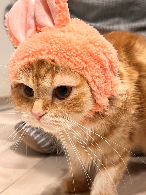 私の方が似合うわね＝mikaさん（@mika_ko0904）提供