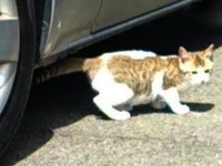 保護前、車の下に隠れていたサブちゃん（画像提供：KIYOKOさん）