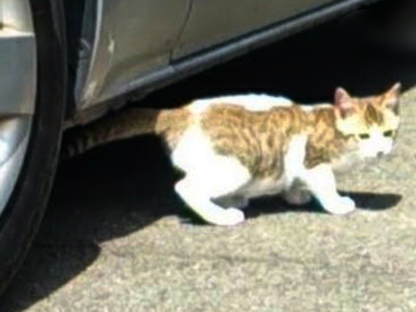 保護前、車の下に隠れていたサブちゃん（画像提供：KIYOKOさん）