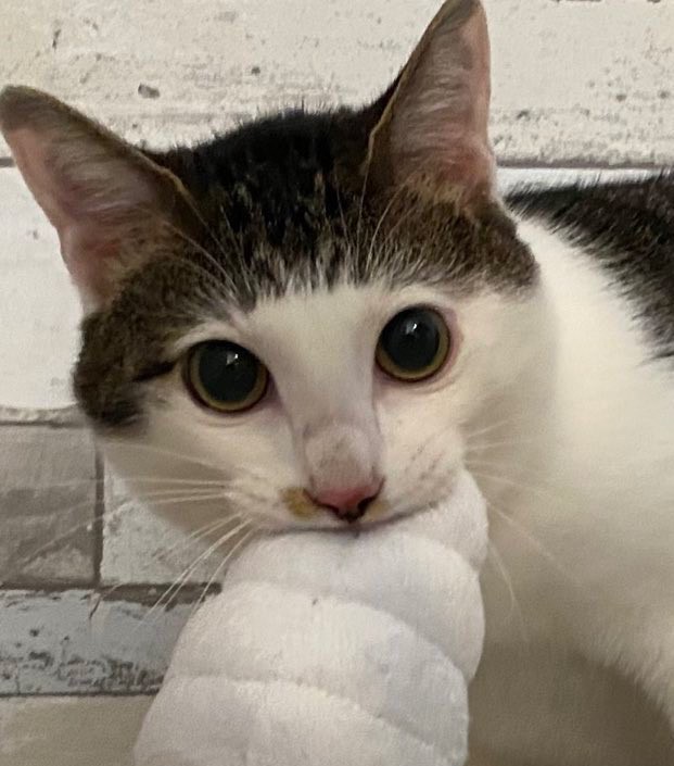 愛らしい前髪パッツンのセロイくん（提供：パッツン前髪のセロイと弟プランスさん）