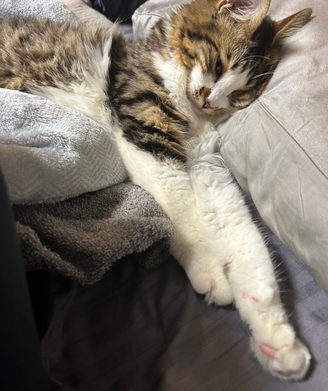 「飼い主の枕を使って一緒に寝るほたて」（提供：ほたてくんさん）