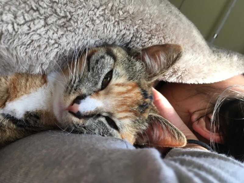 元々は甘えん坊だった筆者の愛猫「ミア」