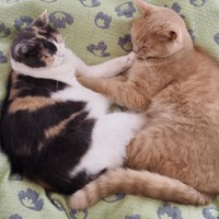 なぜか「これ以上寄らないで」と手で抑え合っている（左がグリちゃん、右がラテュちゃん）