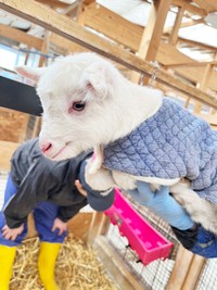 色違いの洋服も（提供：やぎミルク専門店プティ・シェーヴル🐐さん）
