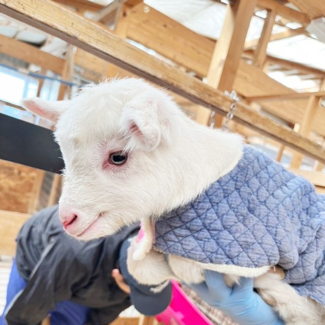 色違いの洋服も（提供：やぎミルク専門店プティ・シェーヴル🐐さん）