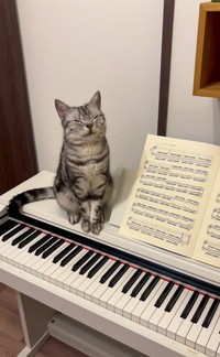 飼い主さんのピアノ練習を笑顔で見守る、あんこ先生（画像提供：あんこともなか 充電ねこさん）