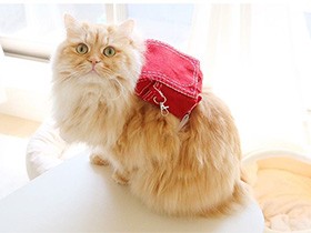 ニャンドセルを背負って僕も１年生　ラガマフィンの「シュクル」