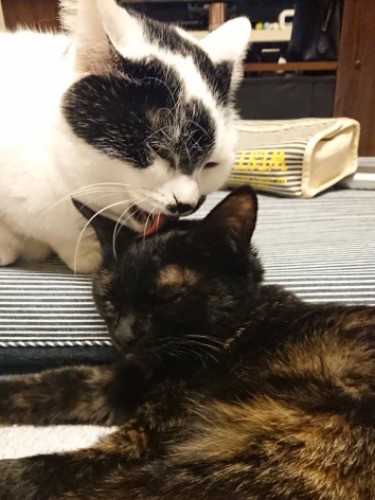 「後から来たモネを可愛がらないとね」（信吾さん提供）