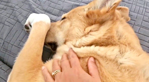 すやすやと眠る幸子ちゃん。飼い主さんが撫でる手を止めると――＝画像提供：幸子（こうこ）さん
