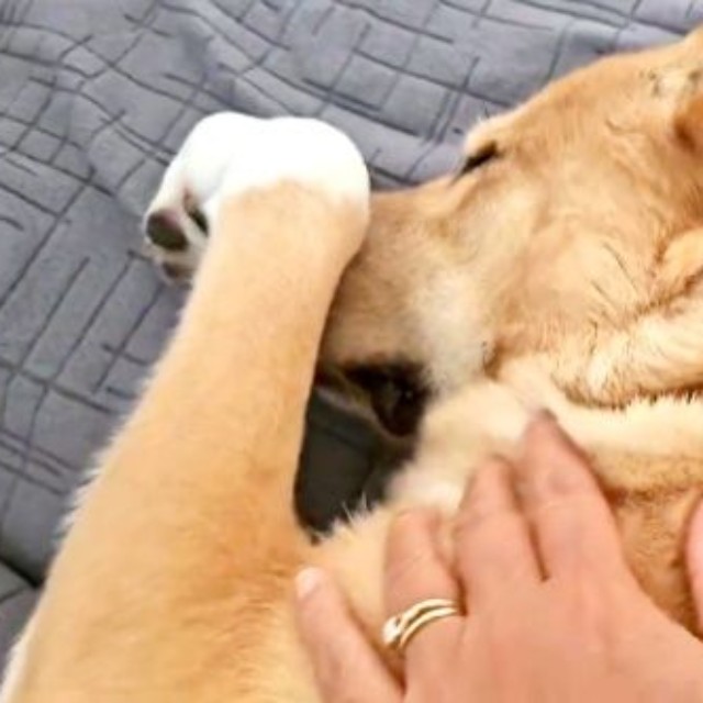 すやすやと眠る幸子ちゃん。飼い主さんが撫でる手を止めると――＝画像提供：幸子（こうこ）さん