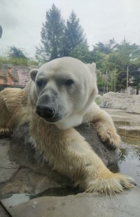 双子の父親「カイ」