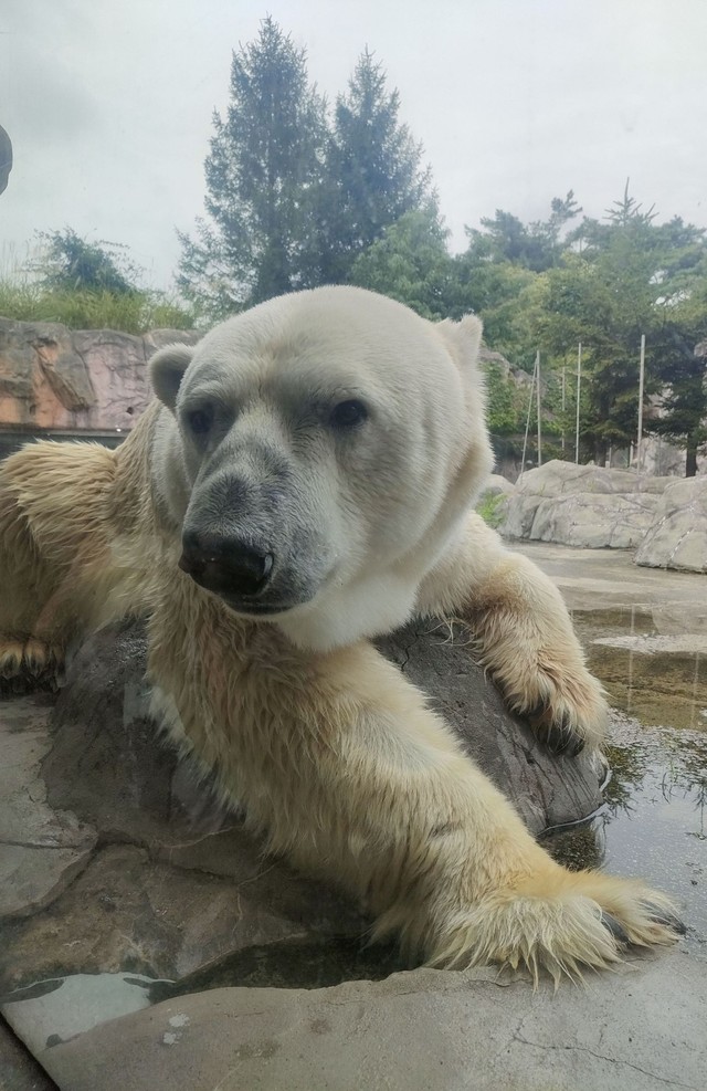 双子の父親「カイ」
