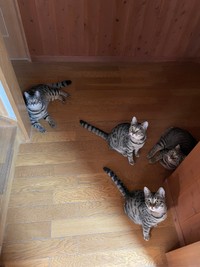 これでも区別できますか？