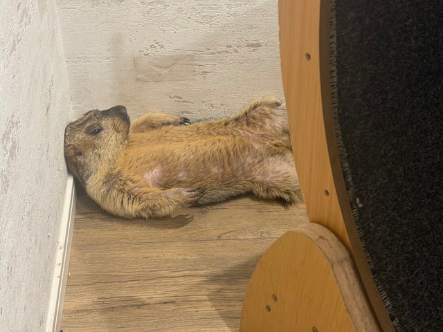 日光浴中のマーモットさん。その姿が、まさに"おじさん”ですね（画像提供：Dr. Marmot - ドクターマーモットさん）