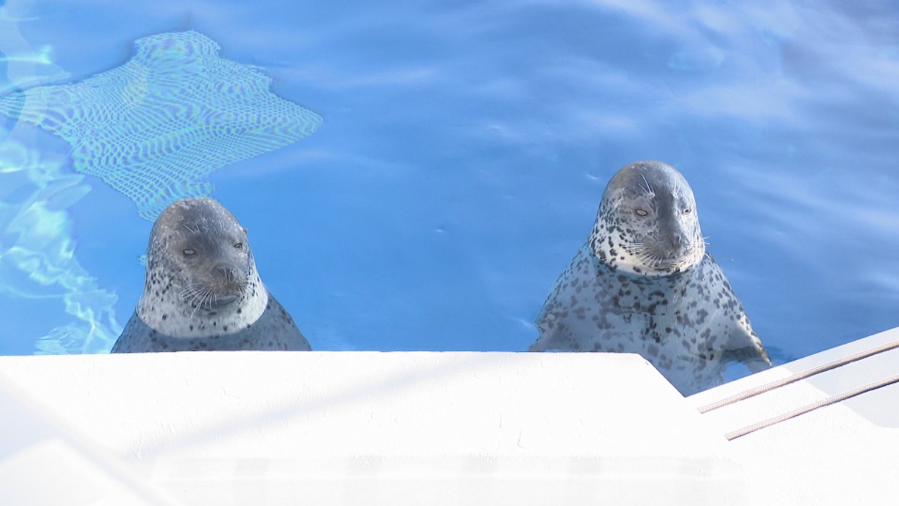 四国水族館にアザラシ “ひょっこり”かわいい2頭が仲間入り 香川