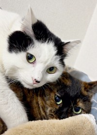 先住猫のめかぶちゃん（上）とうるめちゃん（下）（画像提供：硝子さん）