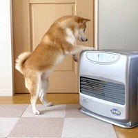 飼い主さんが思う“ももちゃんの魅力”2位は、「ヒーターと親友」（画像提供：柴犬 ももさん）