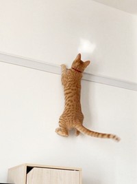 入居審査用NG集（2）のむぎくん（画像提供：むぎと人間さん）