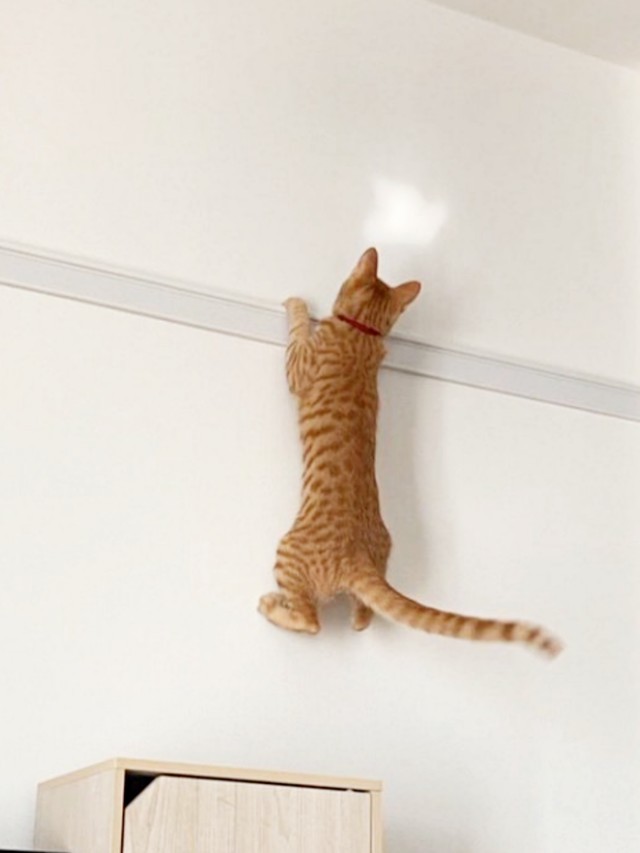 入居審査用NG集（2）のむぎくん（画像提供：むぎと人間さん）