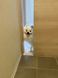 笑顔で「開けて」とアピール（画像提供：ポメラニアンの天くん！）