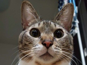 すごい目ヂカラと圧で、ご飯のおかわりを要求するキジ白「レオ」