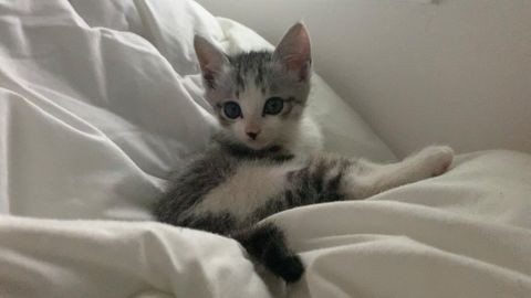 エアちゃんに出会って、保護活動に関心を持った