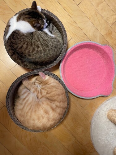 じゅうたん型の猫鍋風爪研ぎには、目もくれない