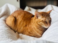 いろいろ反省しているの？麦ちゃん