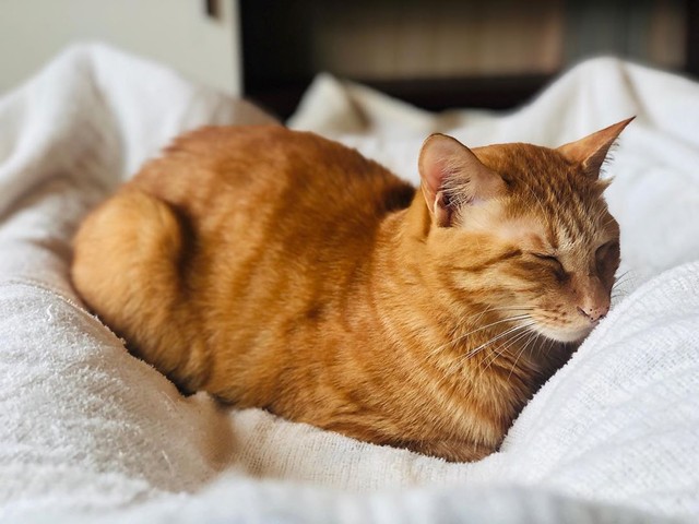 いろいろ反省しているの？麦ちゃん