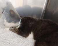 診断では「骨盤の中心部が潰れ、骨折と脱臼が確認できる」とのことでした