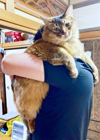 大きくなってもパパの抱っこが大好きな瑠偉ちゃん（画像提供：うにねこさん）