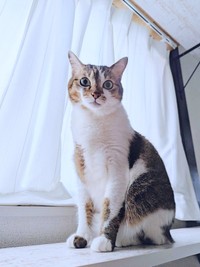 かわいらしい行動が話題になったつくねちゃん（画像提供：猫目さん）