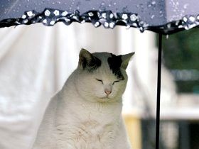 いじめられ続けた優しい猫「ぽー」　ごついカメラマンが救った