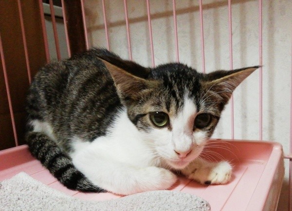 お迎え当初、不安げな表情を浮かべるゴローちゃん（画像提供：KIYOKOさん）