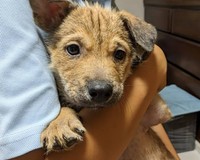 パンジーに比べておっとりした性格のビオラ