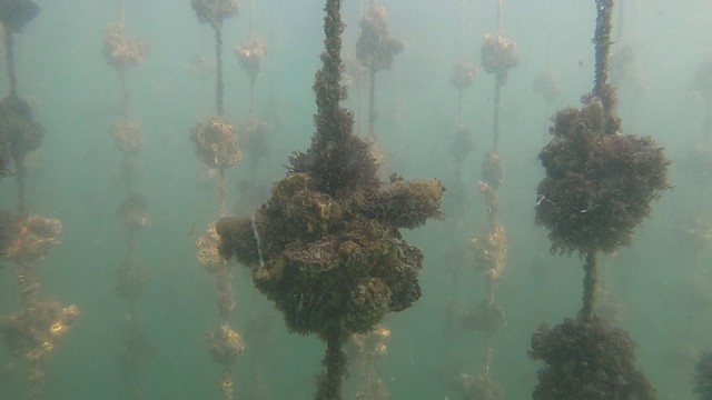カキ養殖事業者への支援など　高松市が臨時の補正予算案を議会に提案　14日に採決へ