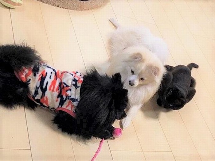 ポン・ルル・モップの３兄弟そろった図（千博さん提供））