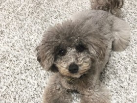 得意技はフリスビー！　スタイルばつぐんのペキプー「ゆず」