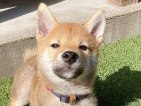 たくさん走って大満足　これから楽しみいっぱい作ろうね、パピーの柴犬「ぽち丸」