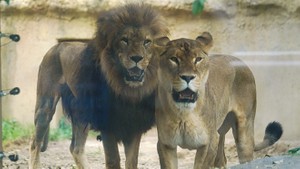 f1f0b3327cc9ca816165ceb75786d4