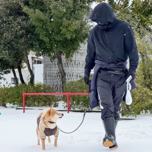 雪が積もる中、散歩をする禄くん（画像提供：柴犬 ろくさん）