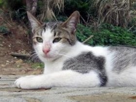 漱石「猫」のパロディー「犬である」、女性作家が発表