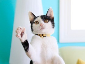 相棒猫を失い、ペットロスに　救ってくれた２匹の子猫