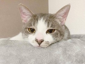 2021一緒にのんびりしたいで賞　ミックス猫「ぴとう」