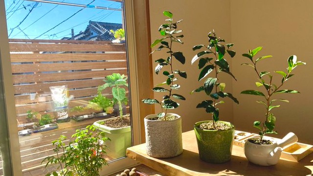 急須で育てるお茶含め３株あるお茶の木（提供：ぽたろうの家庭菜園HACKさん）