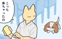 キッチンに現れる子犬（ヤシンさん提供）