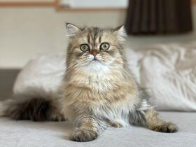 寝起きでもお目々ぱっちり！　アザラシみたいなポーズのペルシャ「ビビ」