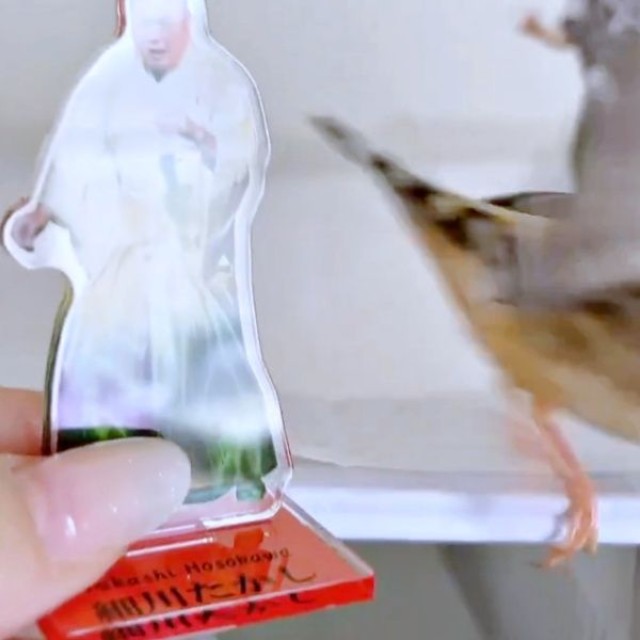 何度か「白菜たかし」をついばんだあと、立ち去ったキンカチョウの「しめじ」ちゃん（画像提供：ハクサイーヌ（固定）@レタスの飼い主さん）